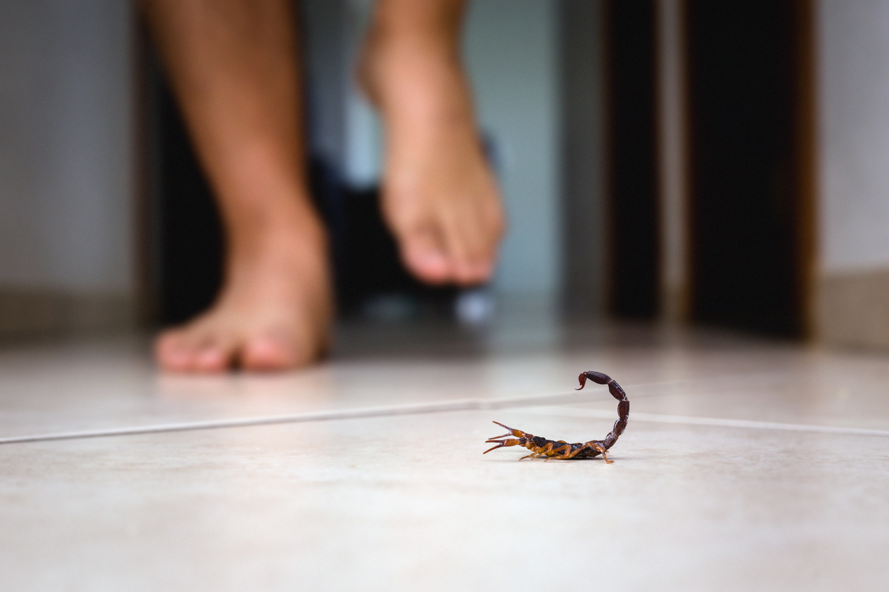 Scorpion photo.jpg