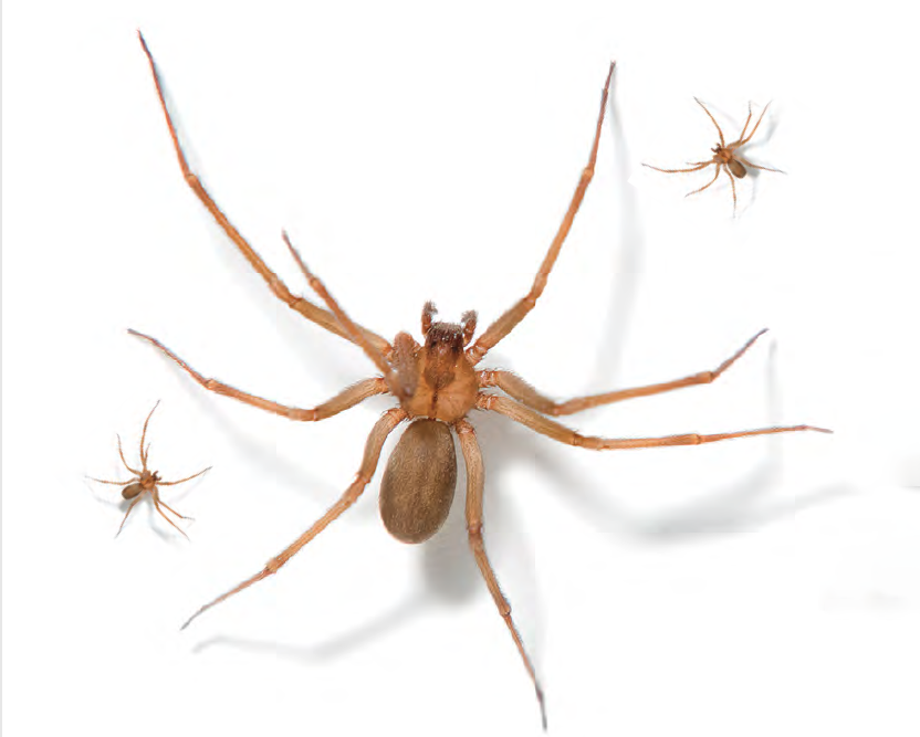 Itsy Bitsy Spider, Big Time Danger: Systemic loxoscelism EMRA